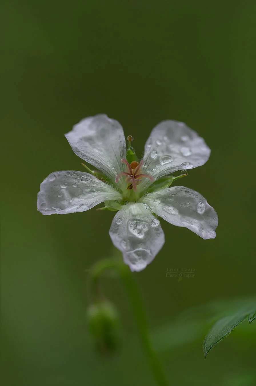 El Paso County Wildflower Project - Richardson's Geranium