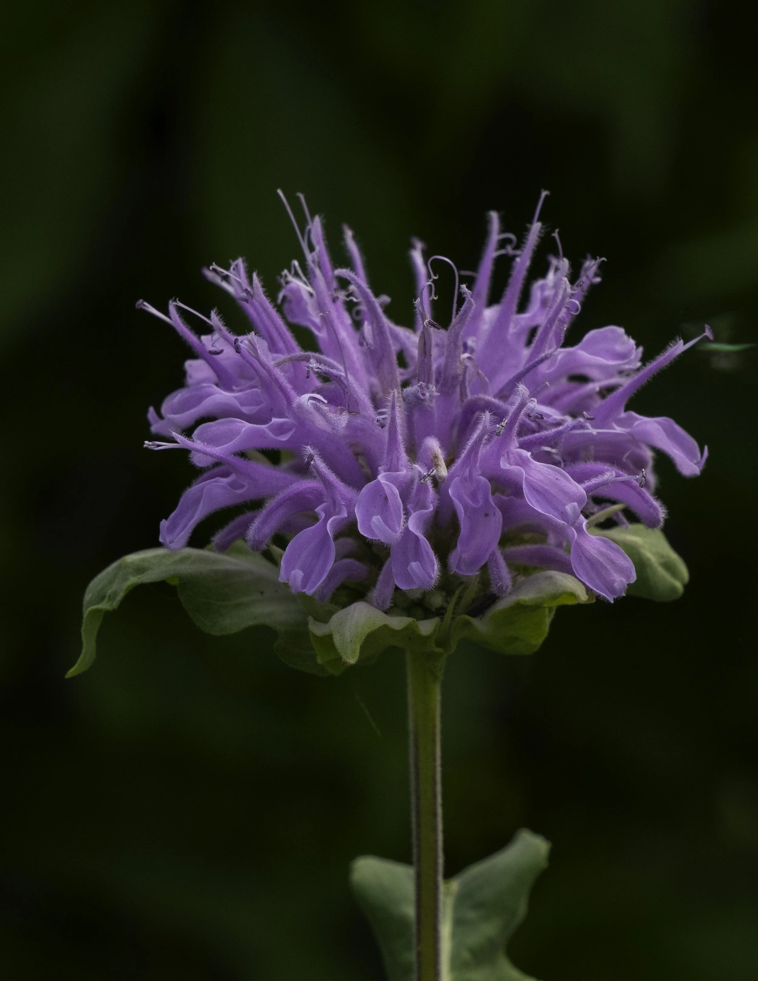 El Paso County Wildflower Project - Wild Bergamot - David Bowers