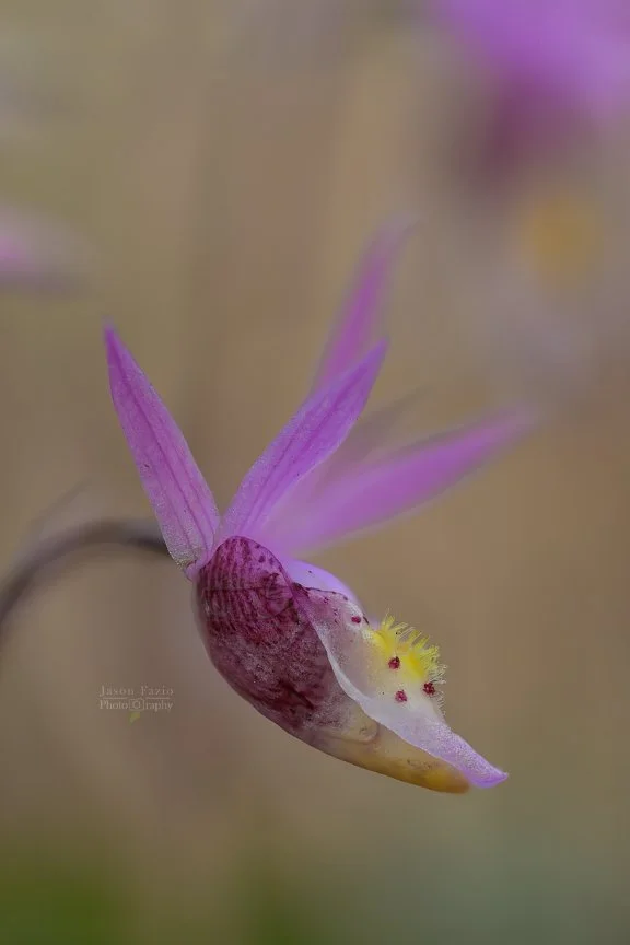 El Paso County Wildflower Project - Fairy Slipper Orchid