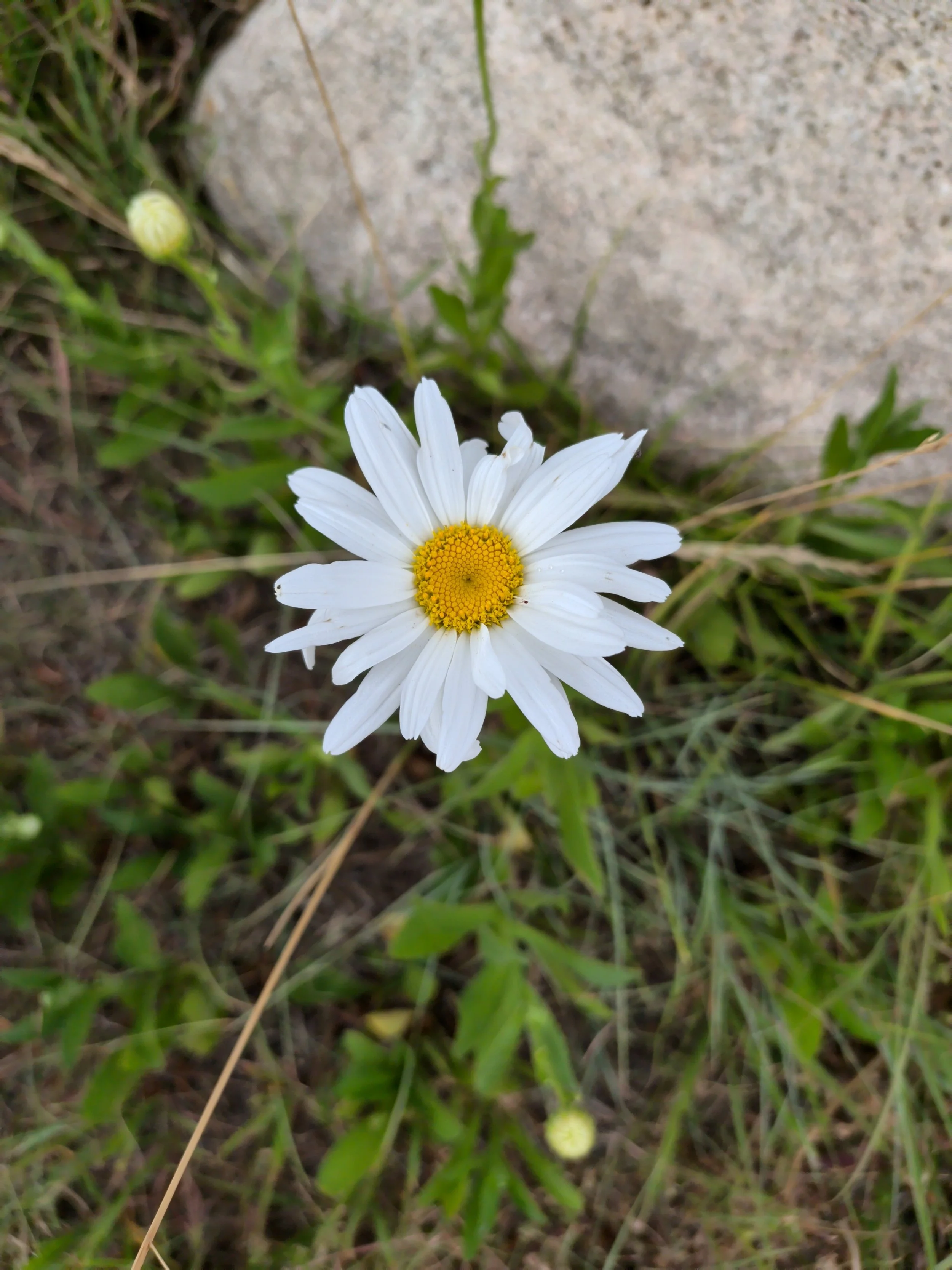 El Paso County Wildflower Project - Oxeye Daisy
