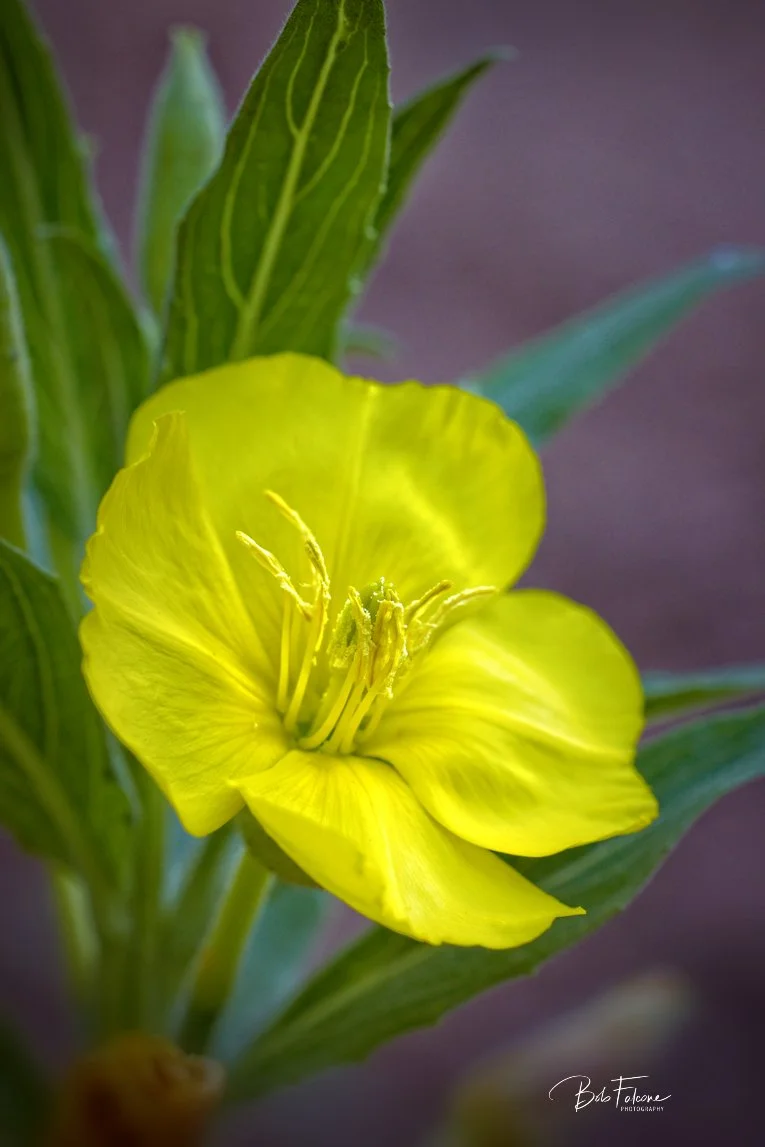 El Paso County Wildflower Project - Hairy Evening Primrose