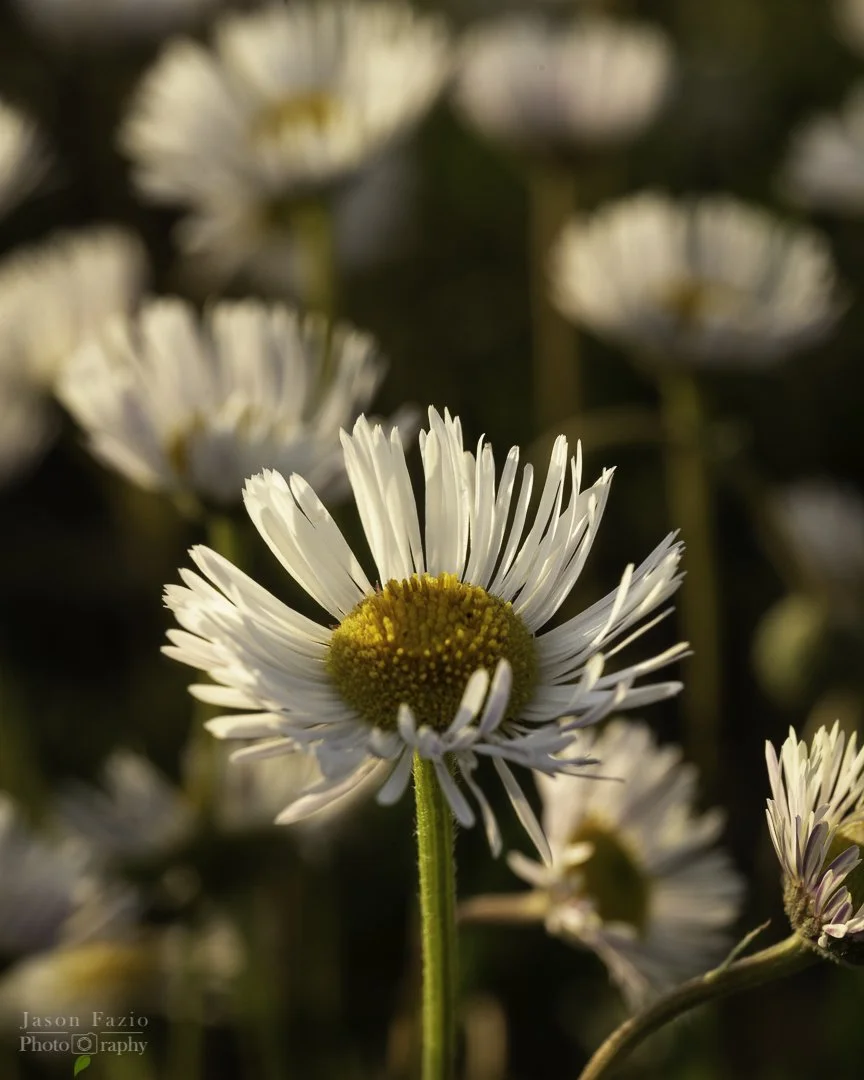 El Paso County Wildflower Project - White Prairie Aster