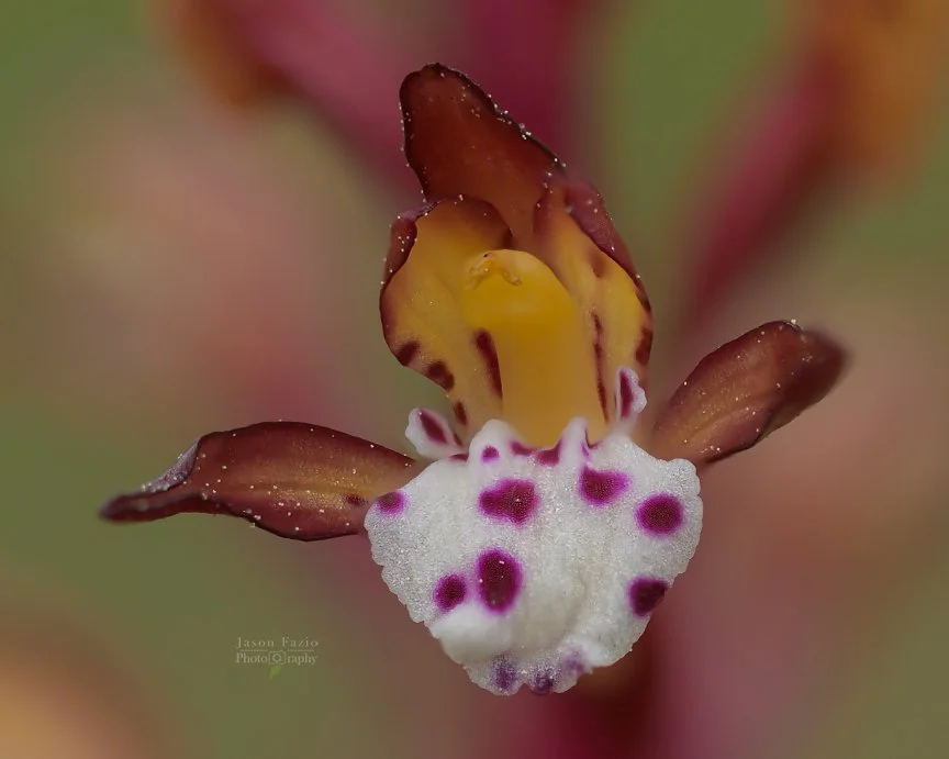 El Paso County Wildflower Project - Spotted Coralroot