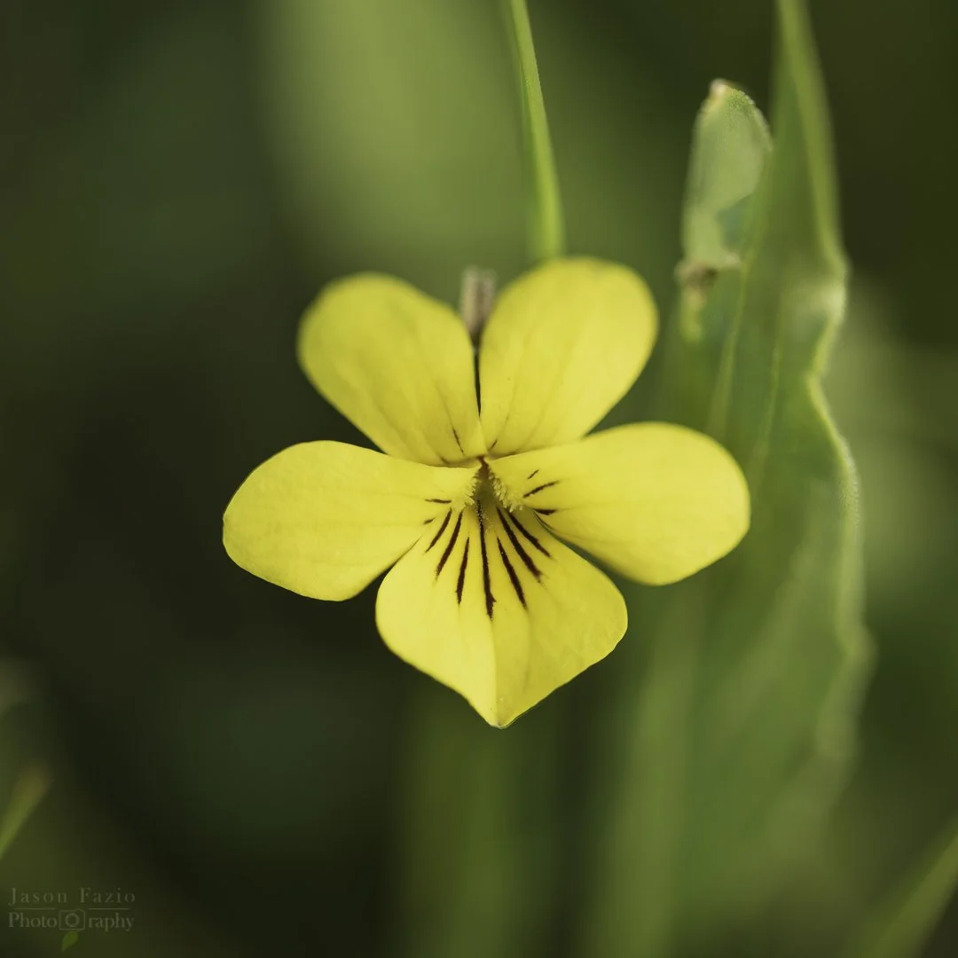 El Paso County Wildflower Project - Nuttall's Violet
