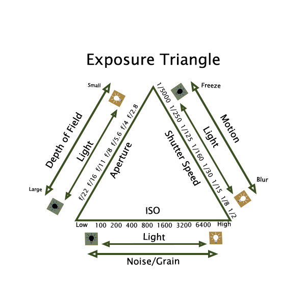 Diagram illustrating the flow of energy in an ecosystem, showing sunlight entering a plant, which uses it in photosynthesis, then transferring energy to herbivores and predators through consumption, with arrows indicating energy transfer and flow.