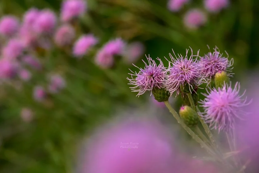 El Paso County Wildflower Project - Creeping Thistle - Jason Fazio