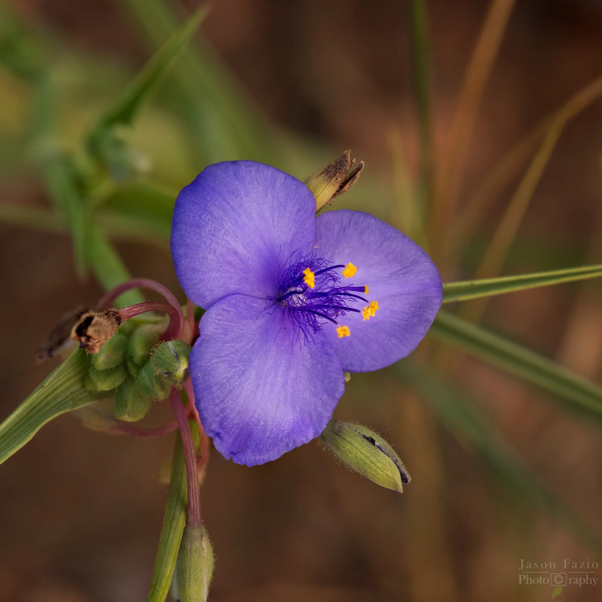 El Paso County Wildflower Project - Western Spiderwort
