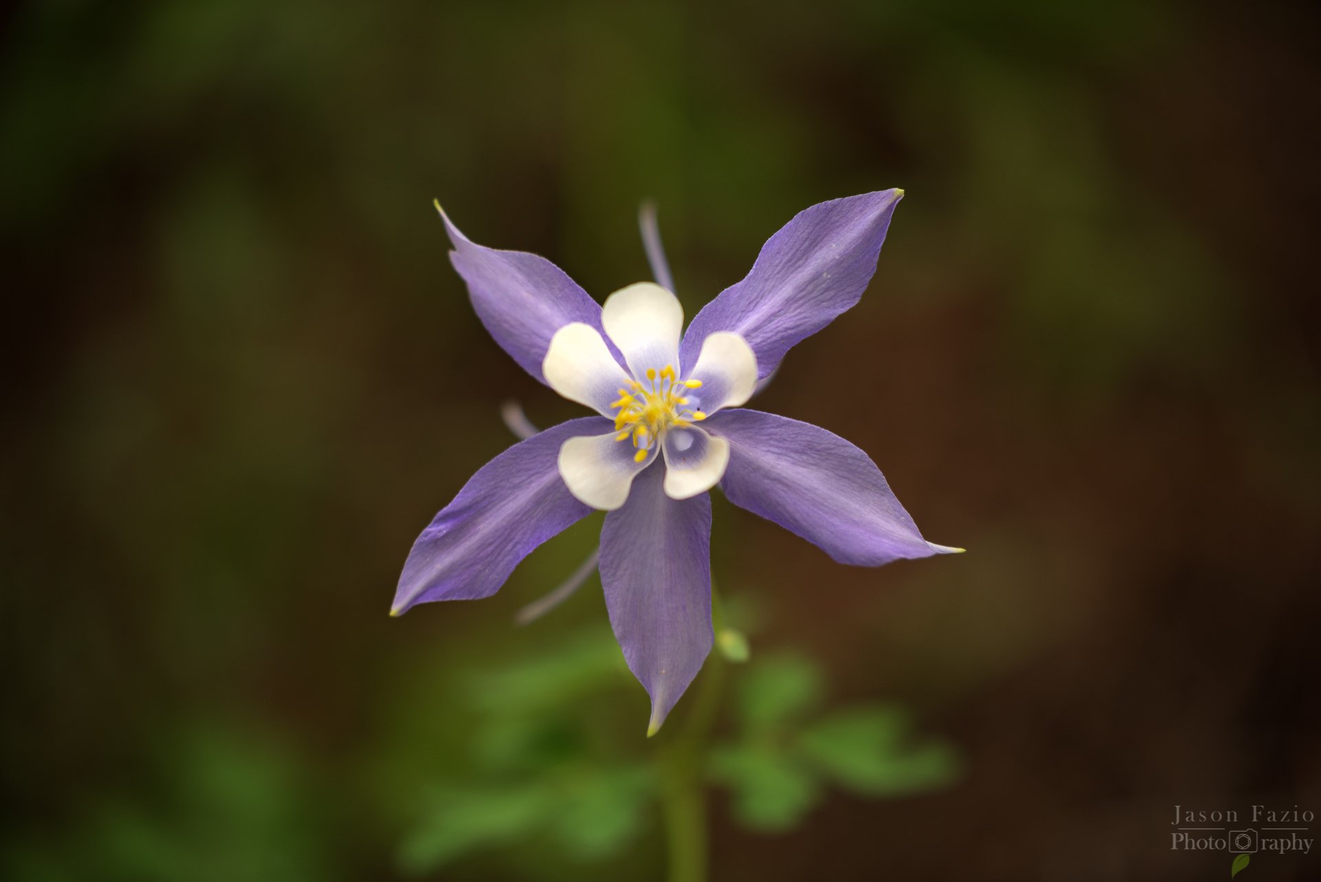 Columbine, Blue