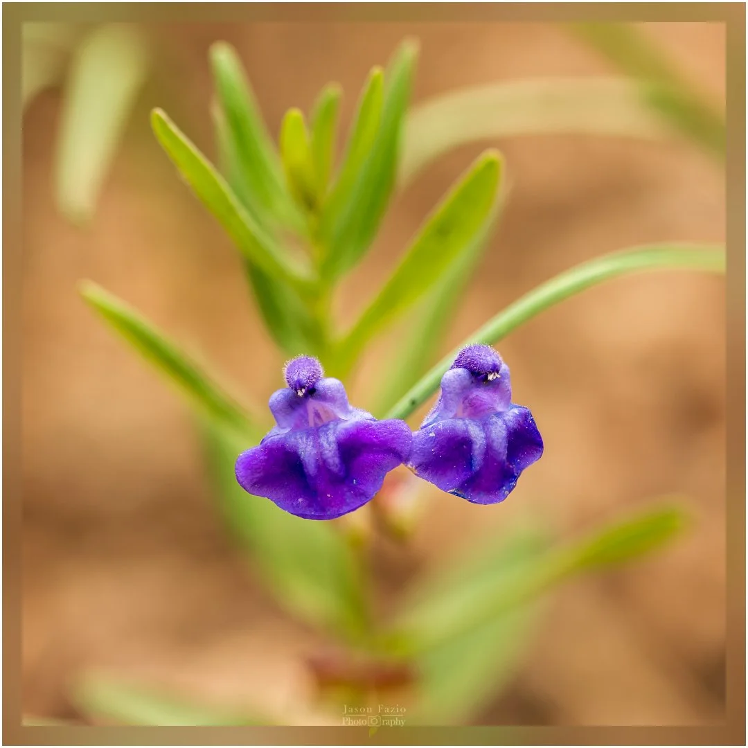 El Paso County Wildflower Project - Britton's Skullcap