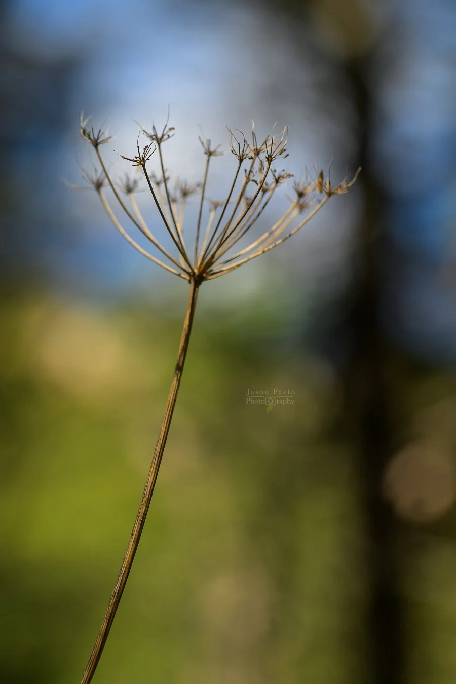 El Paso County Wildflower Project - Osha
