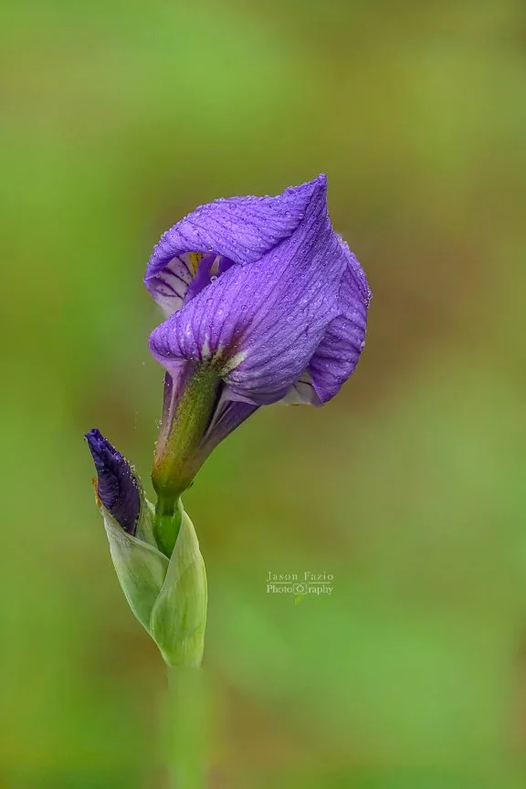 El Paso County Wildflower Project - Western Blue Flag Iris