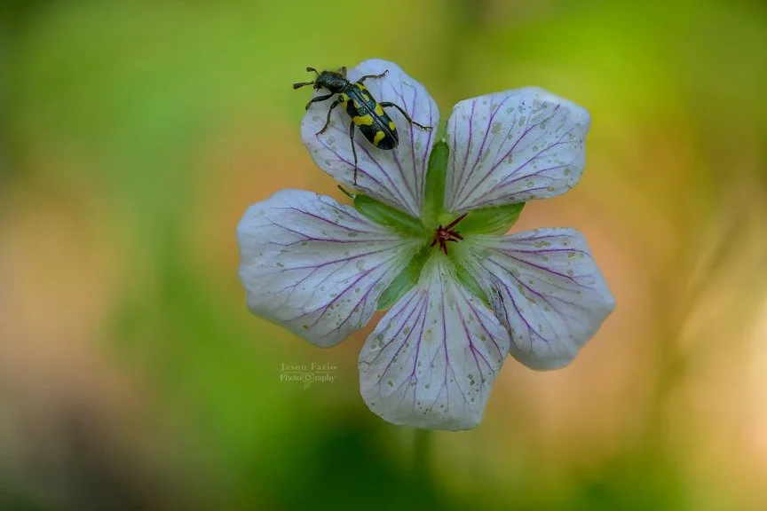 El Paso County Wildflower Project - Richardson's Geranium