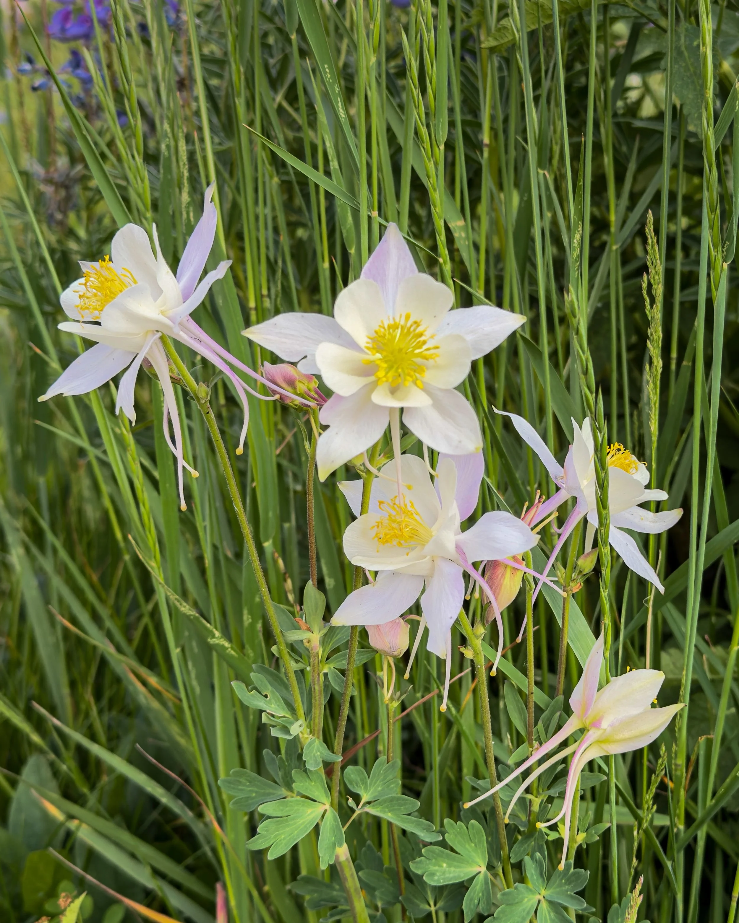 El Paso County Wildflower Project - Blue Columbine