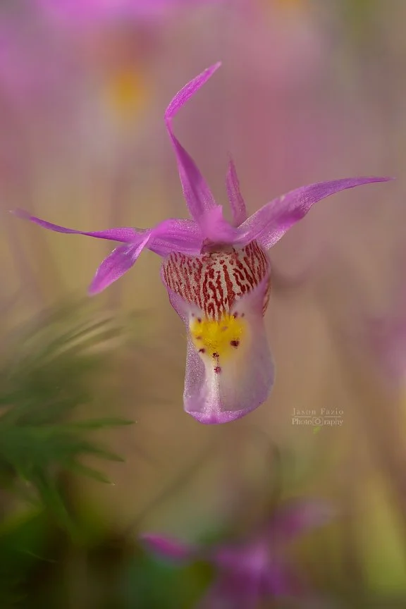 El Paso County Wildflower Project - Fairy Slipper Orchid