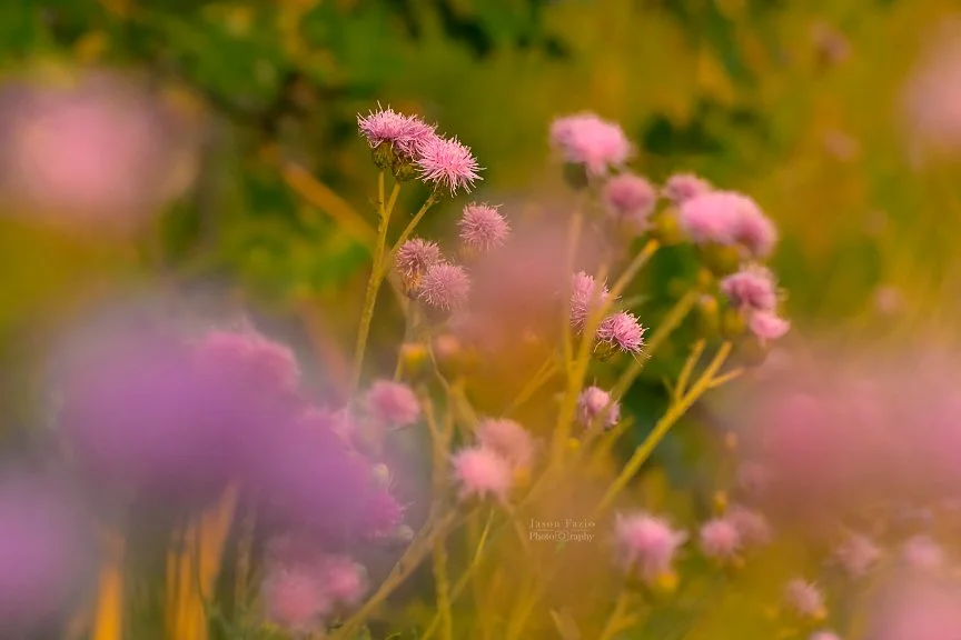 El Paso County Wildflower Project - Creeping Thistle - Jason Fazio