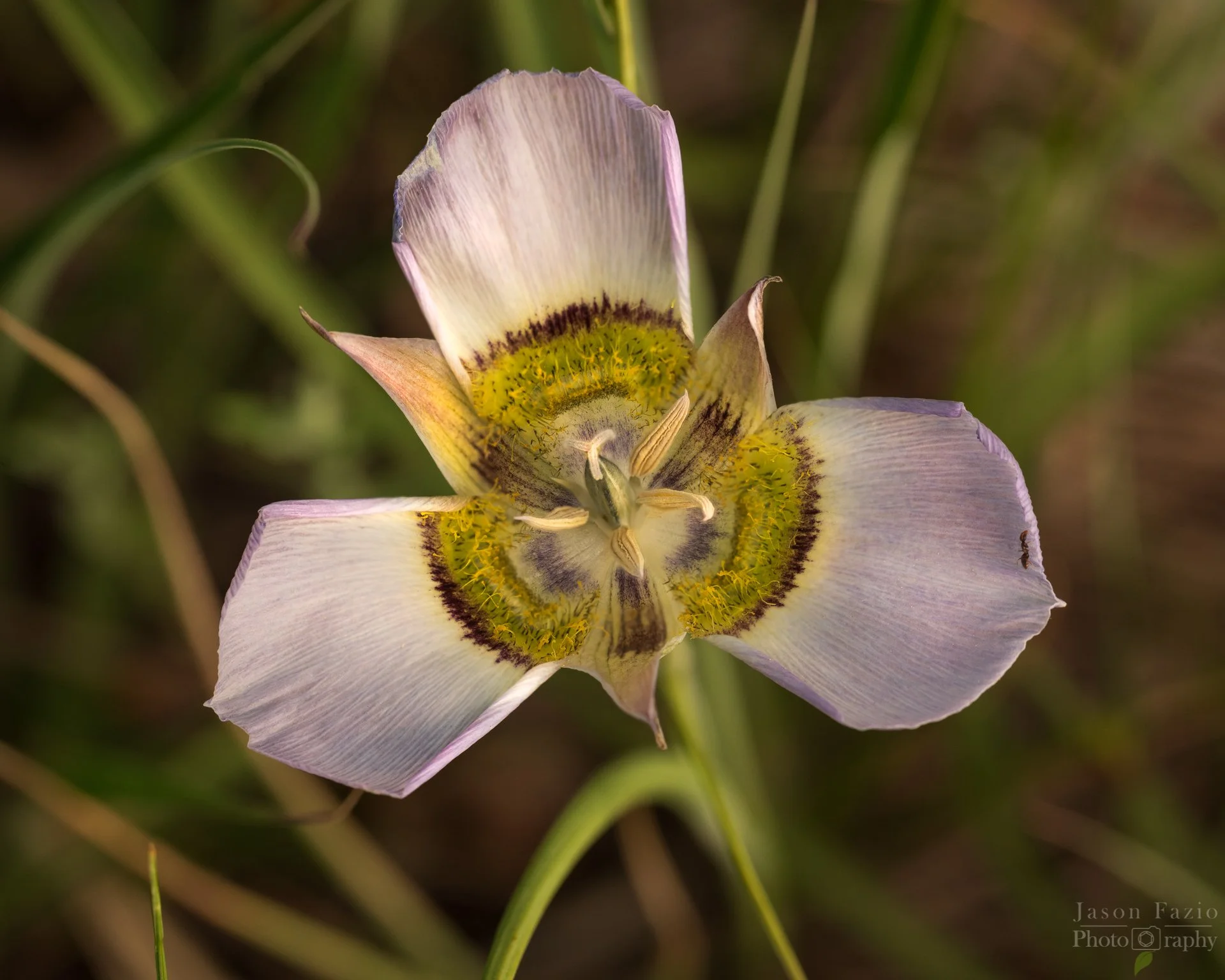 El Paso County Wildflower Project - Gunnison's Mariposa Lily