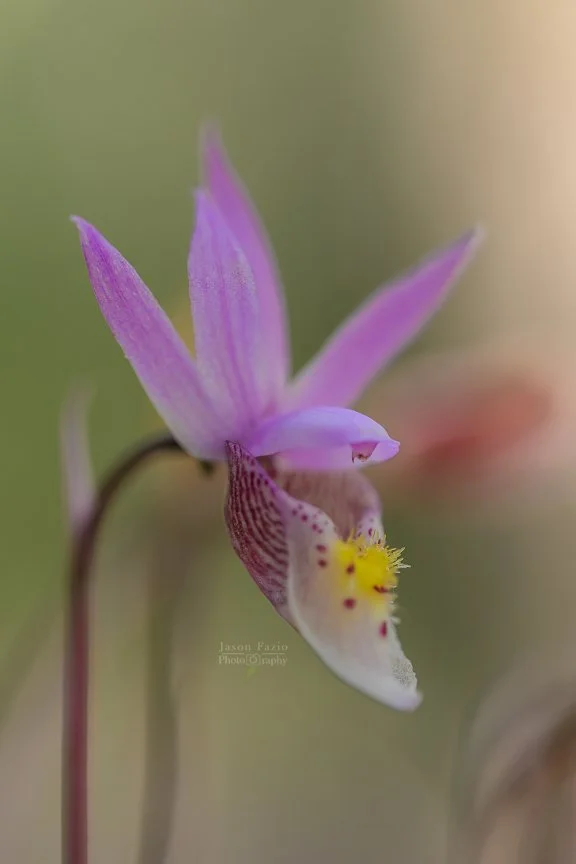 El Paso County Wildflower Project - Fairy Slipper Orchid