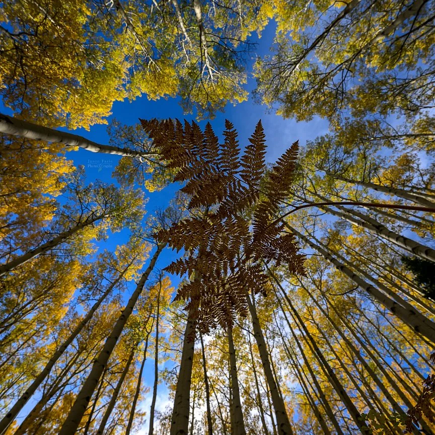 Golden autumn fern viewed from below beneath yellow aspen trees and a blue sky along Ohio Pass in Colorado.