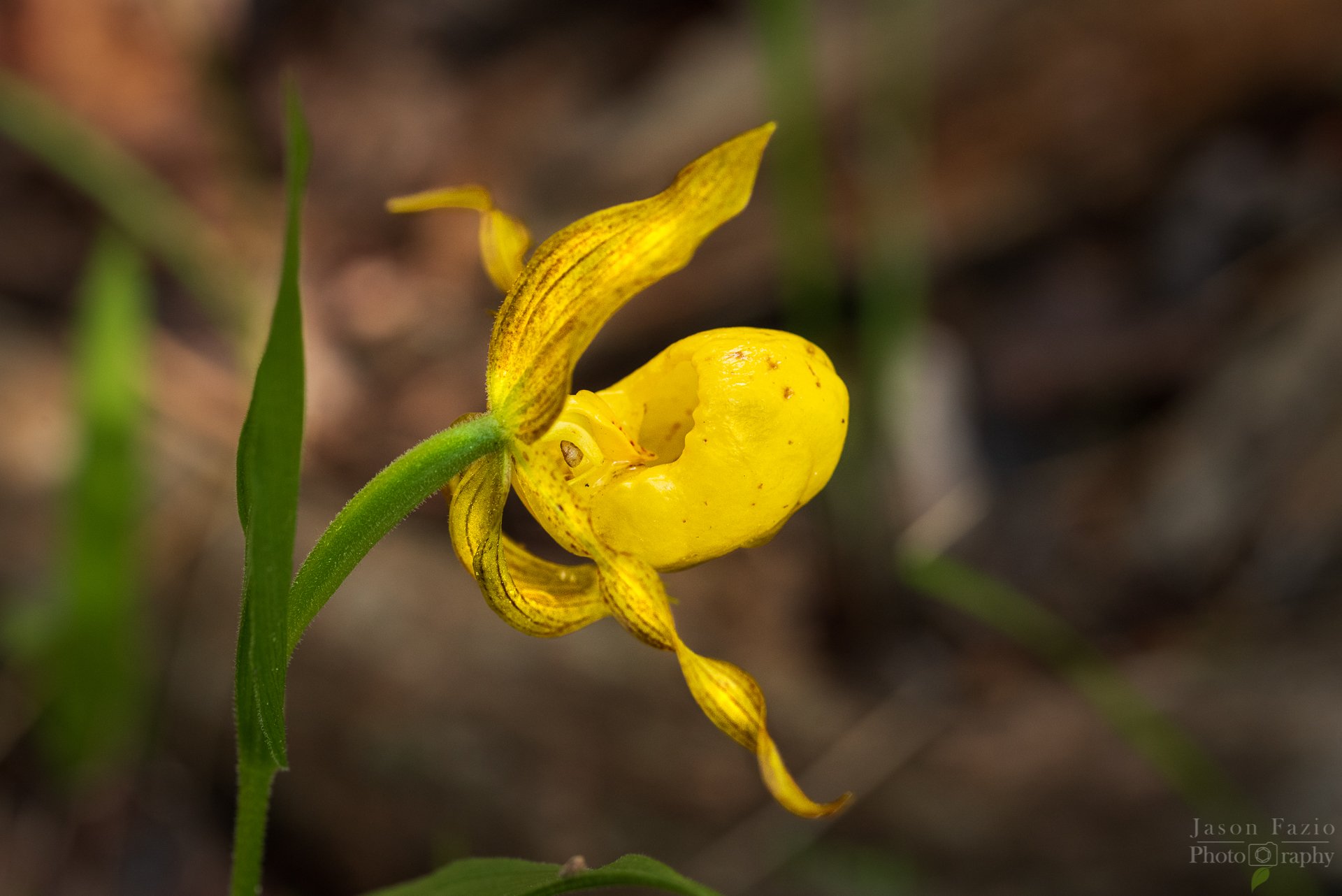 El Paso County Wildflower Project Yellow Lady's Slipper