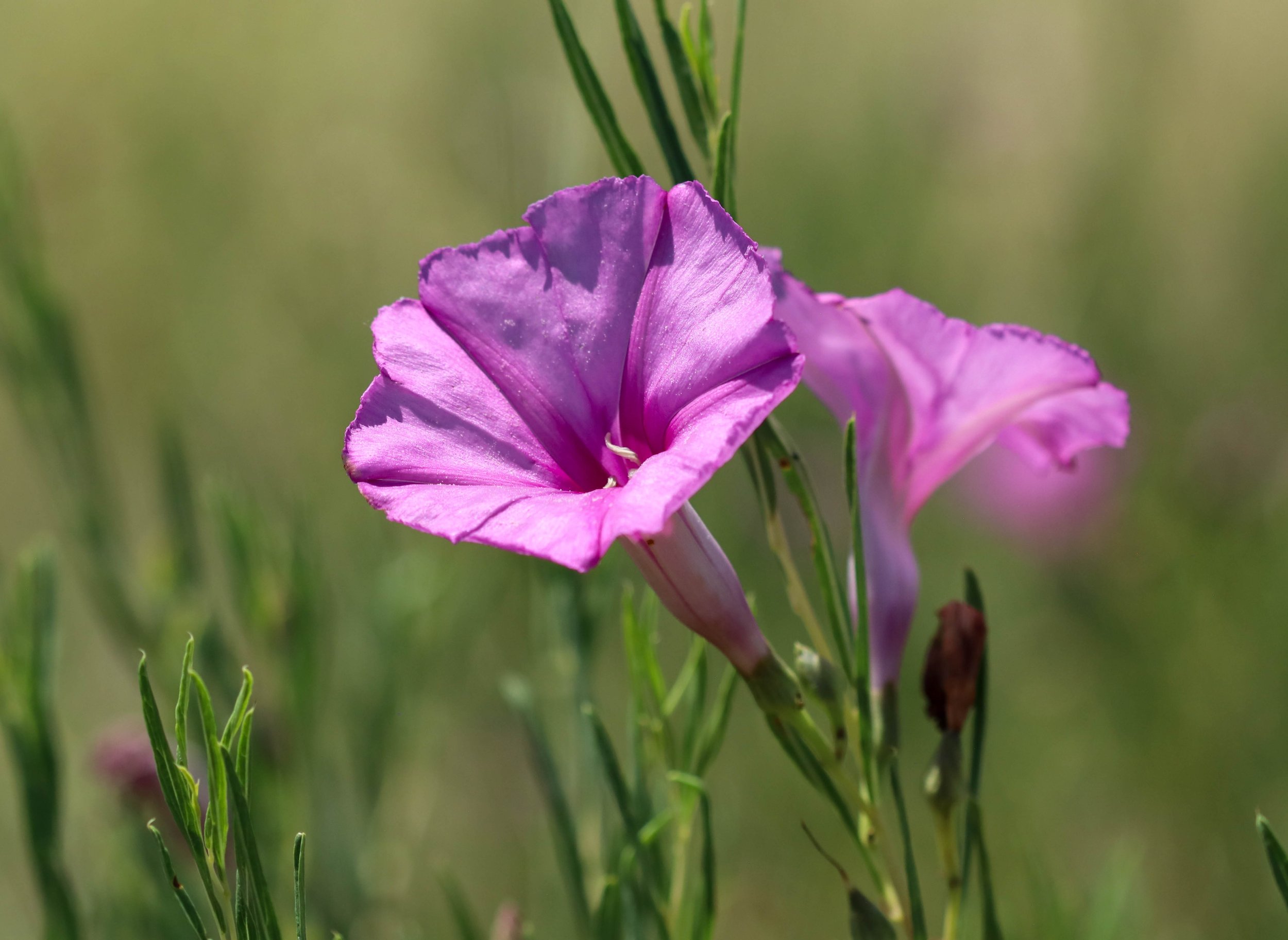 El Paso County Wildflower Project - Bush Morning Glory