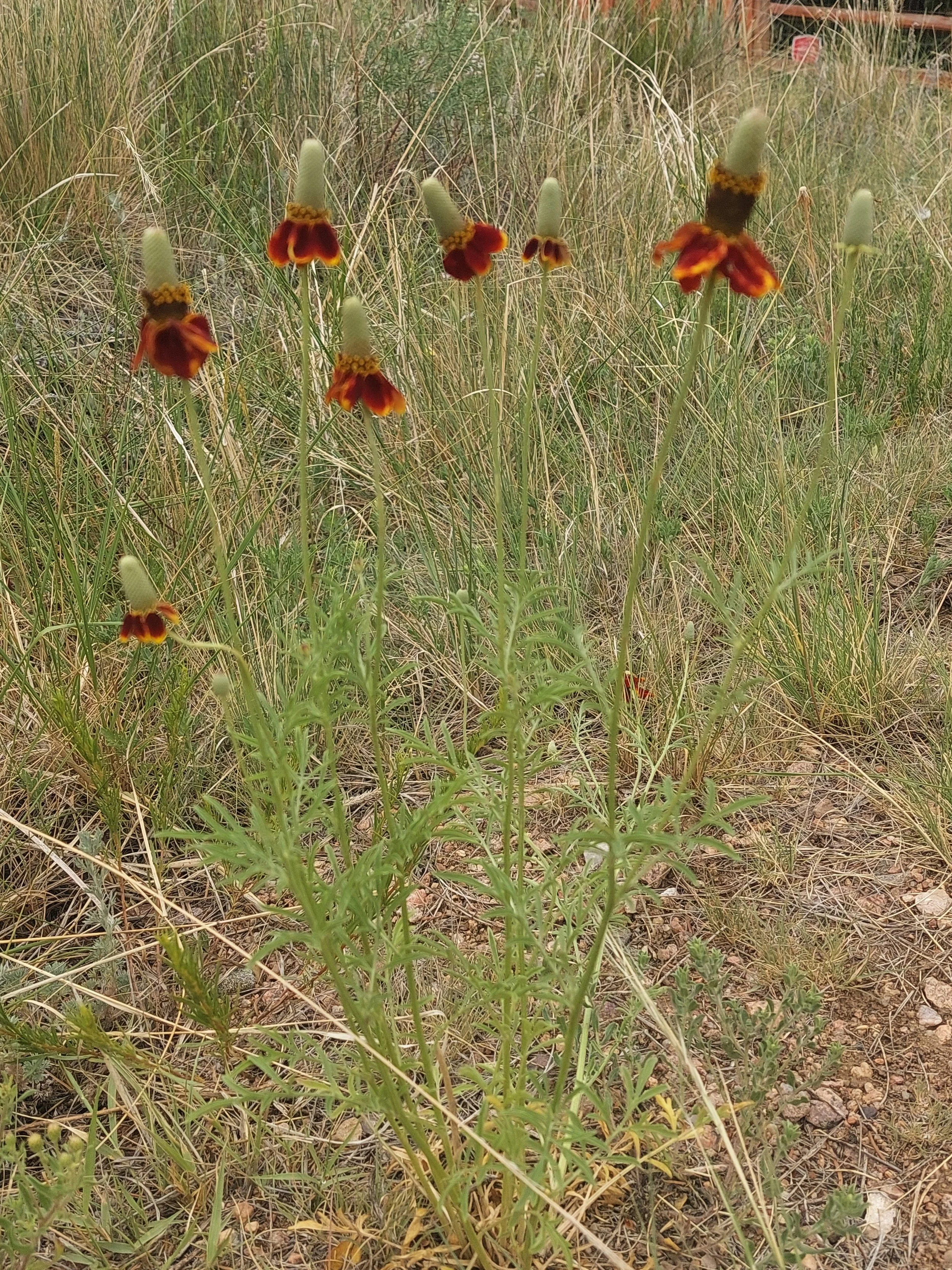 El Paso County Wildflower Project - Upright Prairie Coneflower
