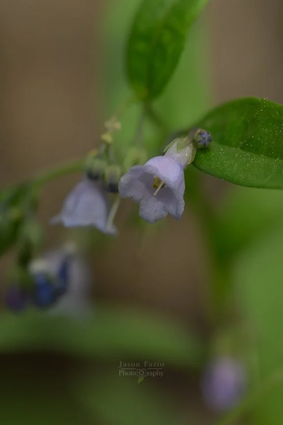 El Paso County Wildflower Project - Mountain Bluebell - Jason Fazio