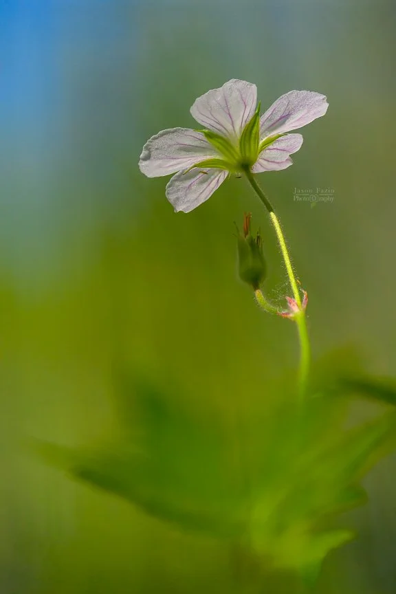 El Paso County Wildflower Project - Richardson's Geranium
