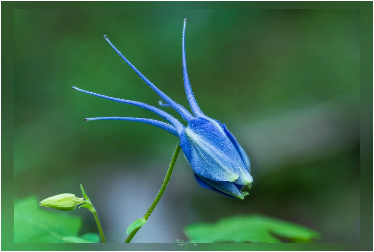 El Paso County Wildflower Project - Blue Columbine