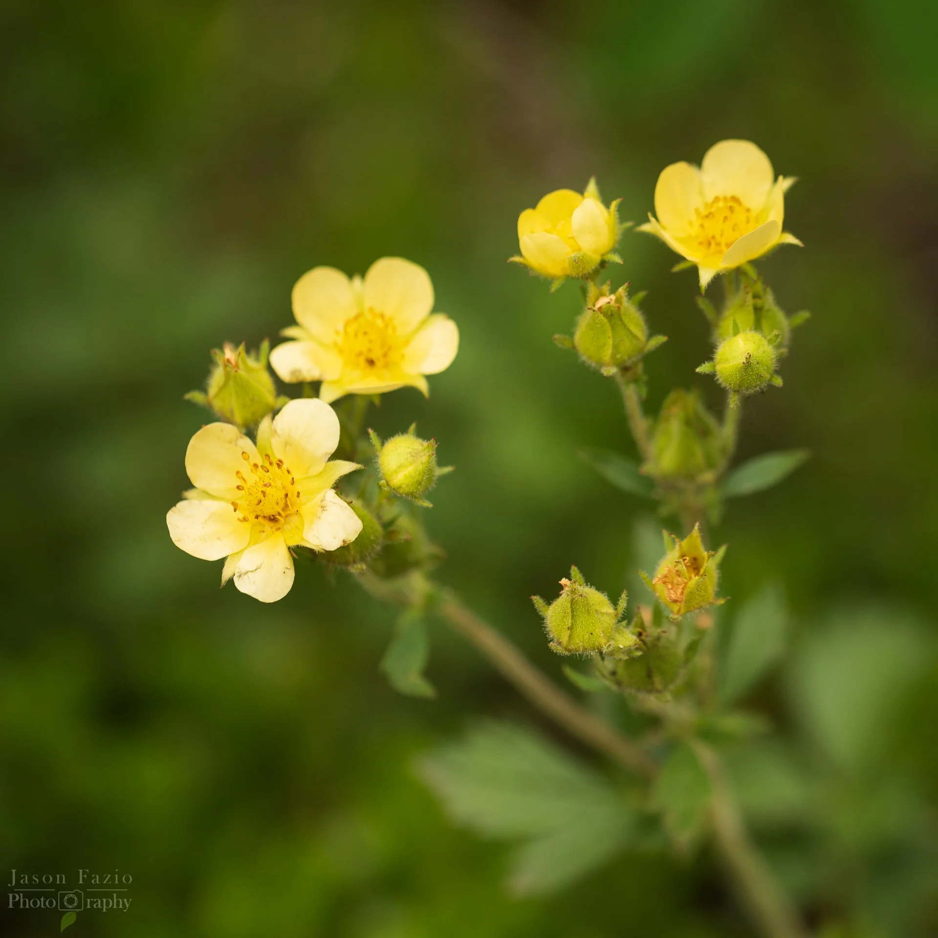 El Paso County Wildflower Project - Big-flower Cinquefoil