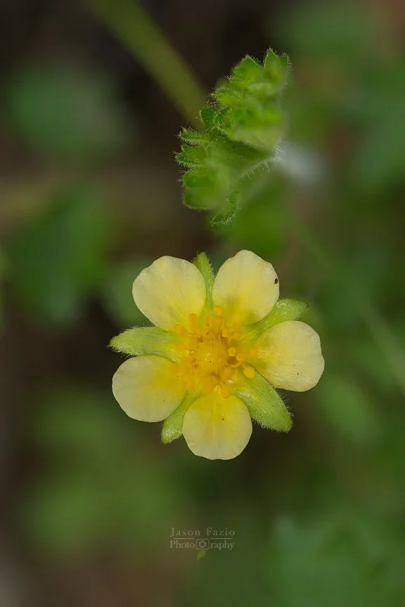 El Paso County Wildflower Project - Big-flower Cinquefoil