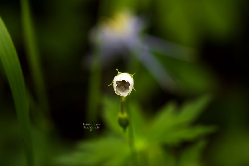 El Paso County Wildflower Project - Richardson's Geranium - Jason Fazio