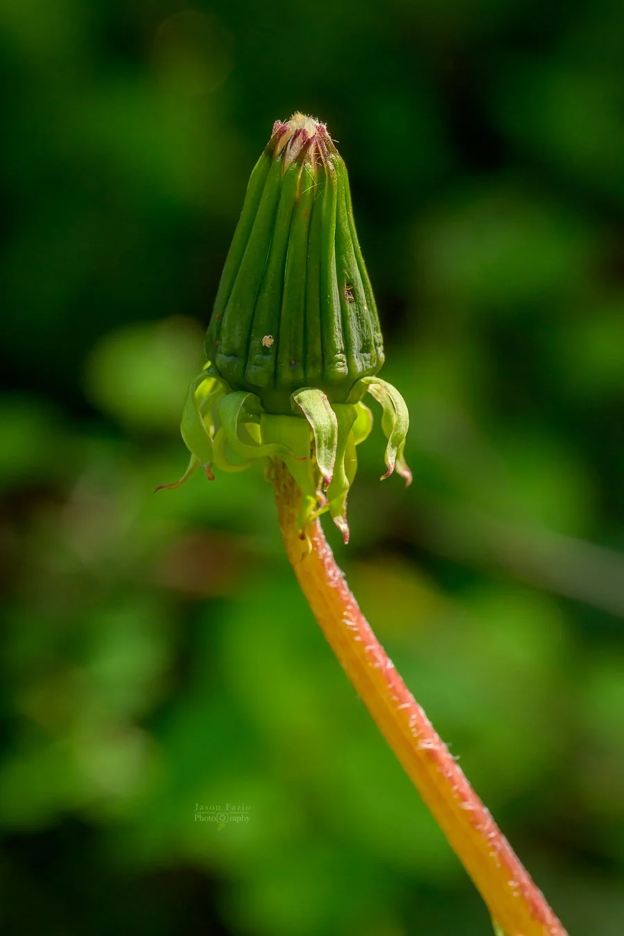 El Paso County Wildflower Project - Dandelion