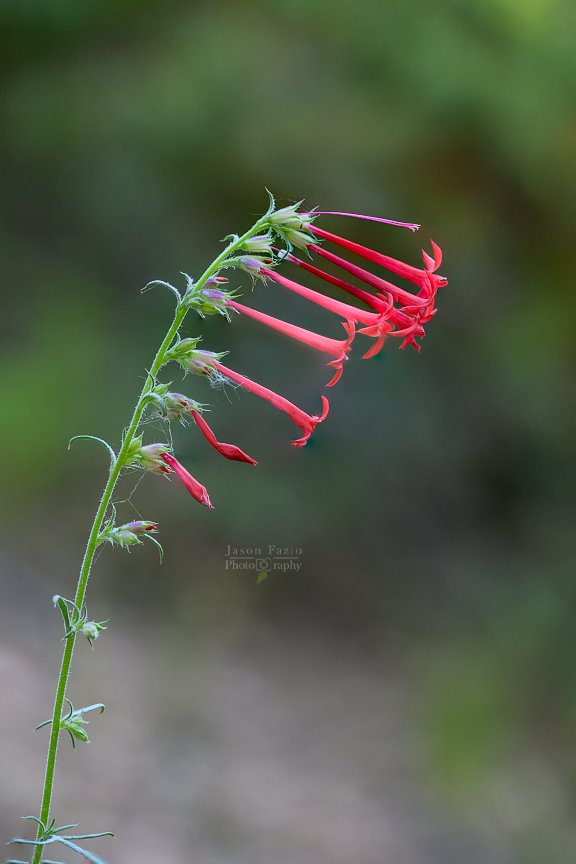El Paso County Wildflower Project - Scarlet Gilia - Jason Fazio