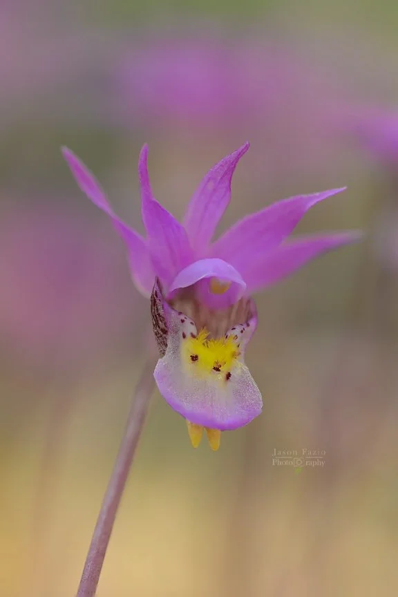 El Paso County Wildflower Project - Fairy Slipper Orchid