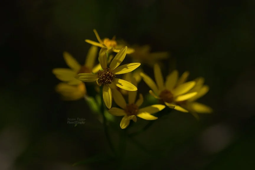 El Paso County Wildflower Project Arrowleaf Senecio by Jason Fazio