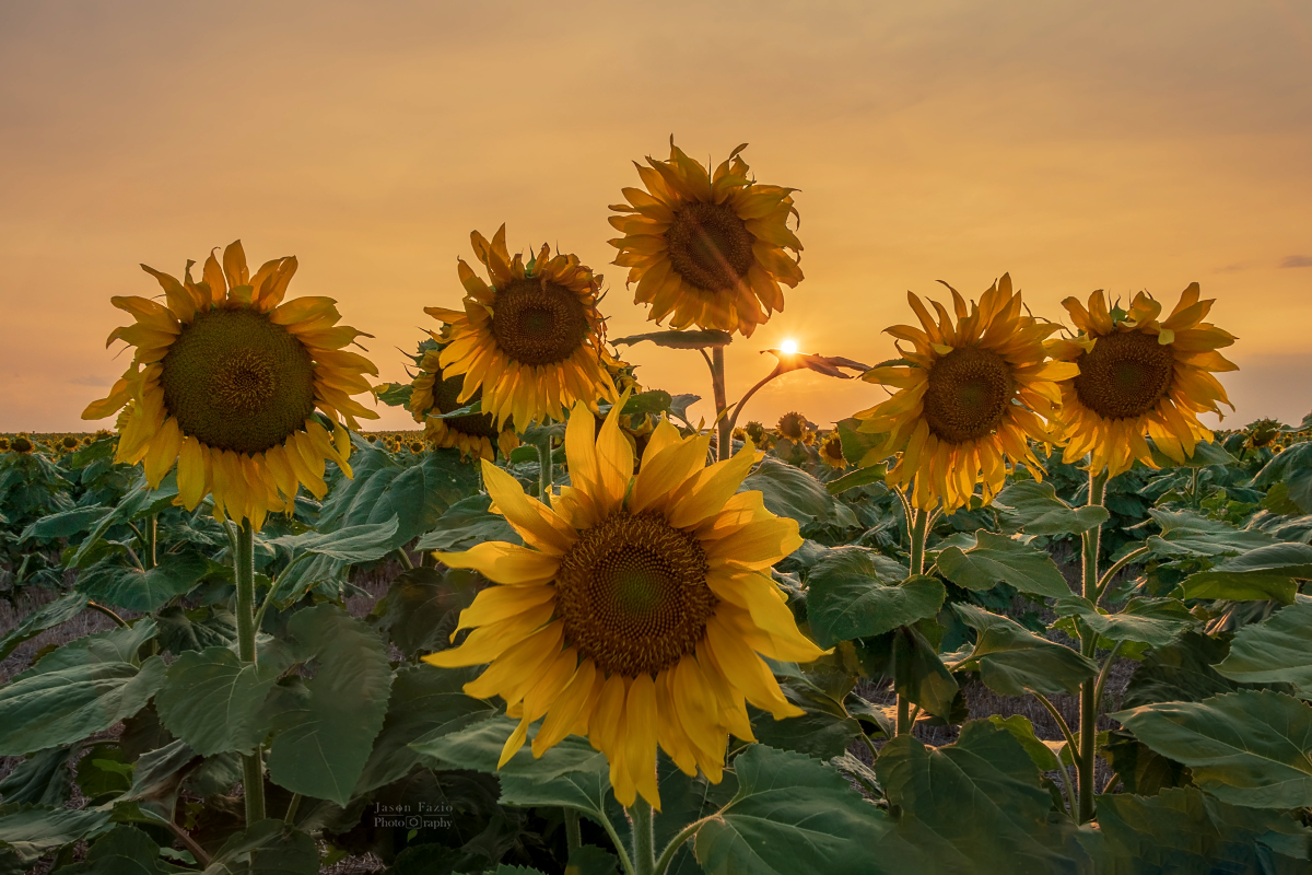 Jason Fazio - August 19, 2018-13-46-14-Edit_Facebook_1200x800_U_100.png