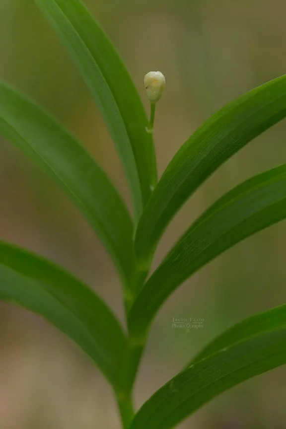 El Paso County Wildflower Project - Star-flowered Lily-of-the-valley