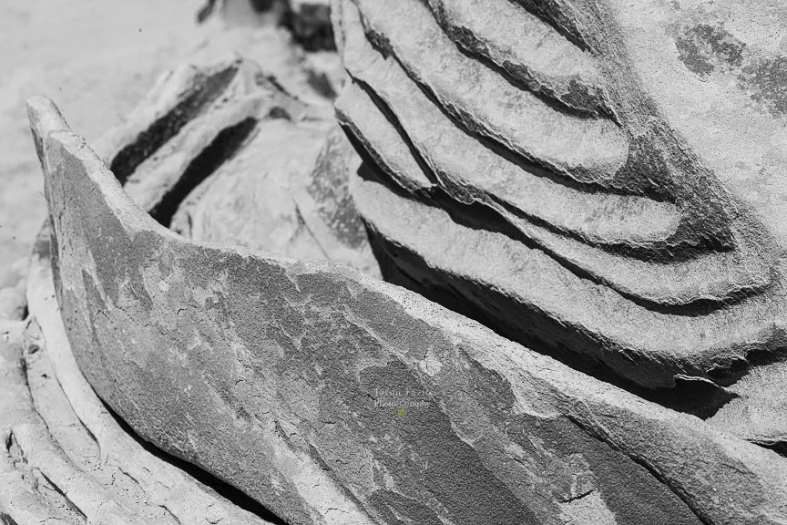Alien egg hatchery abstract in black and white