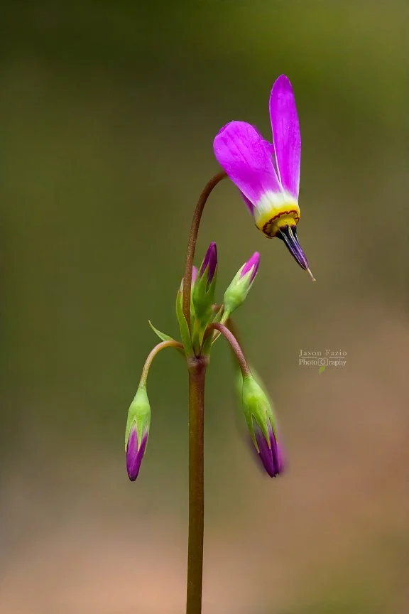 El Paso County Wildflower Project - Dark-throated Shooting Star