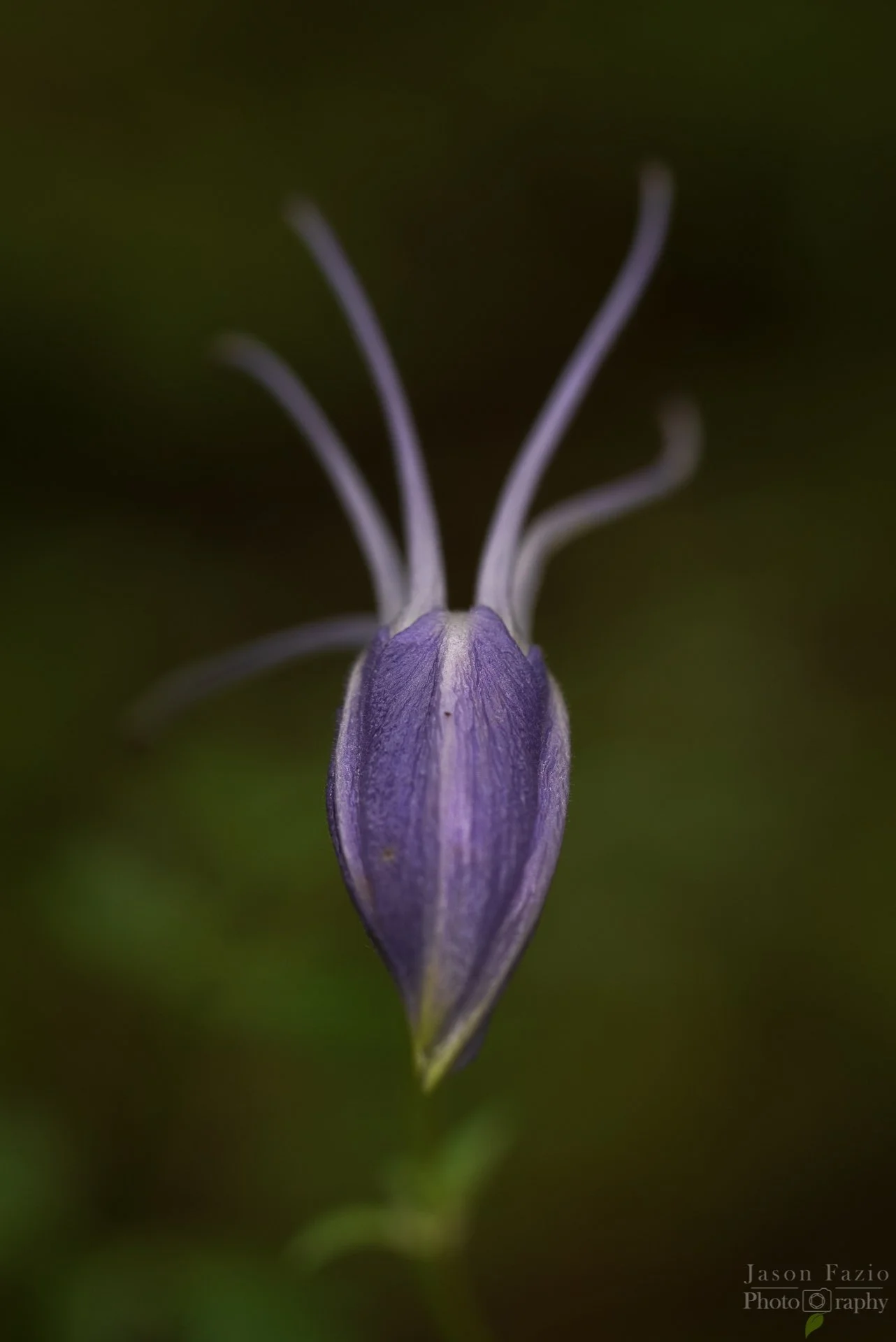 Blue Columbine