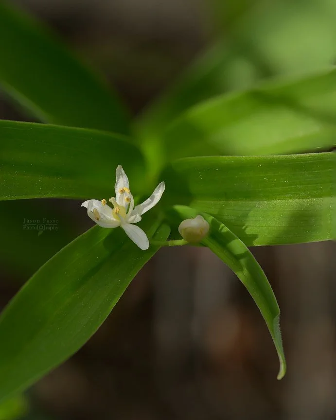 El Paso County Wildflower Project - Star-flowered Lily-of-the-valley