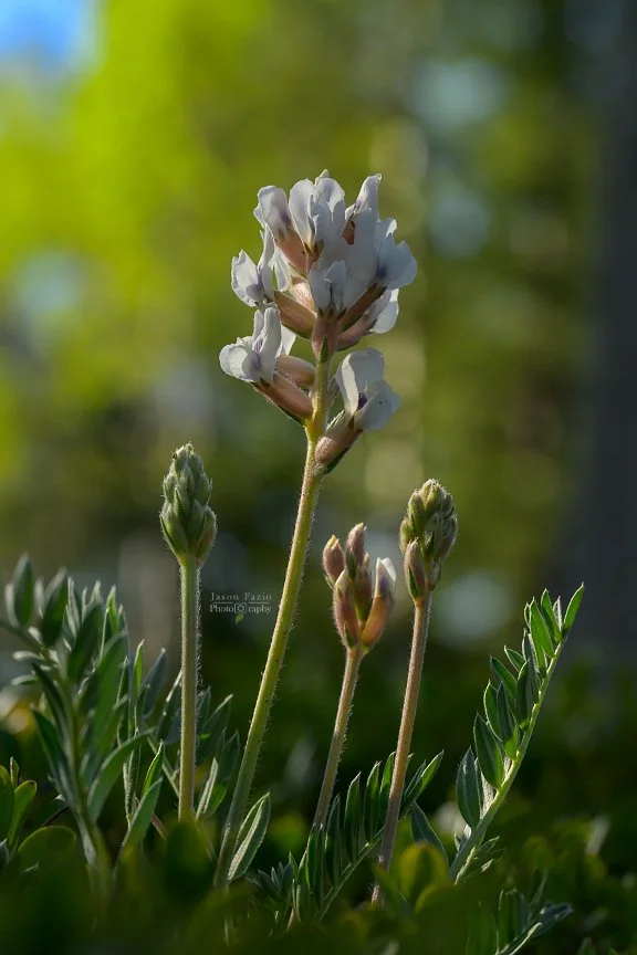 El Paso County Wildflower Project - White Point-vetch