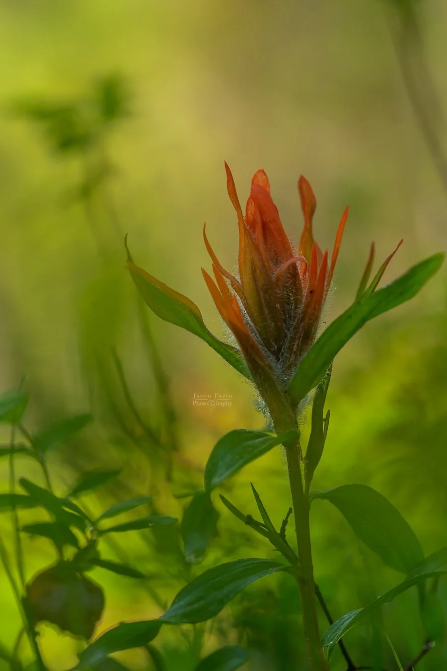 El Paso County Wildflower Project Indian Paintbrush