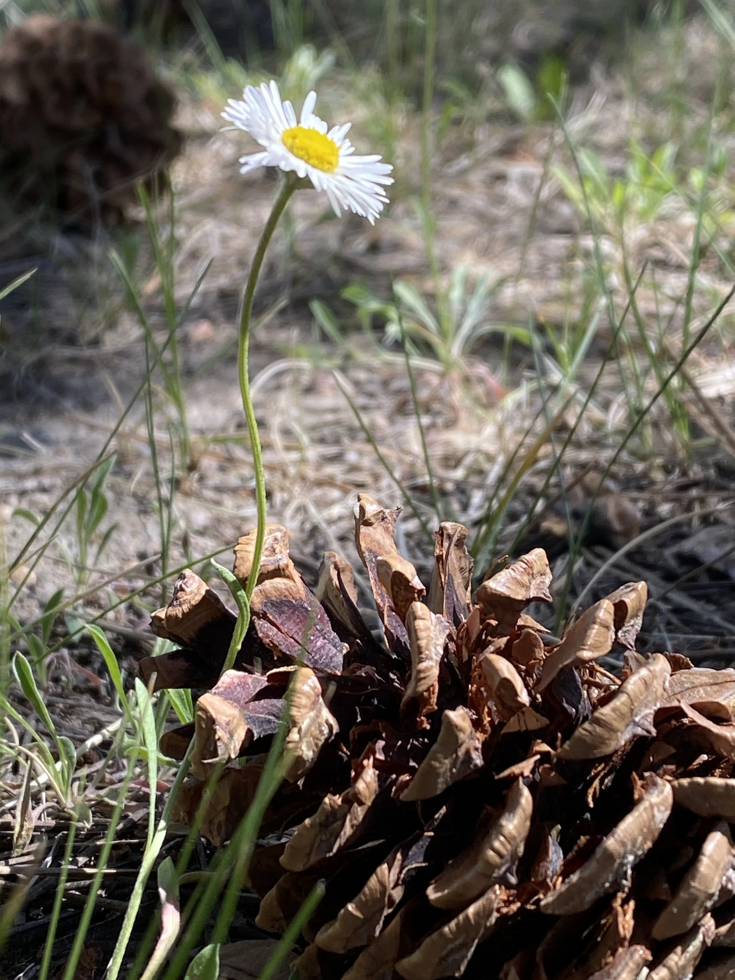 El Paso County Wildflower Project - Dwarf Mountain Fleabane