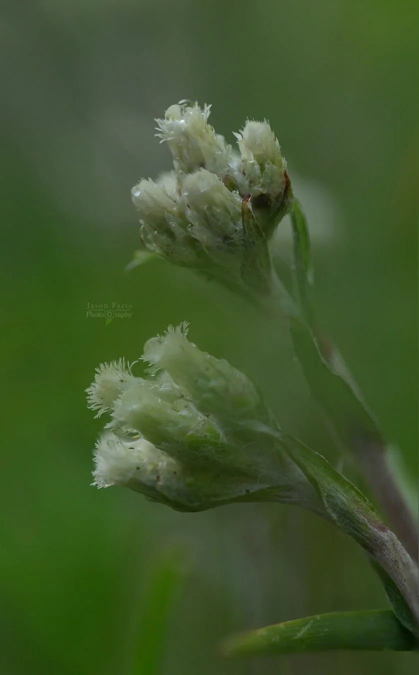 El Paso County Wildflower Project - Small-leaf Pussytoes