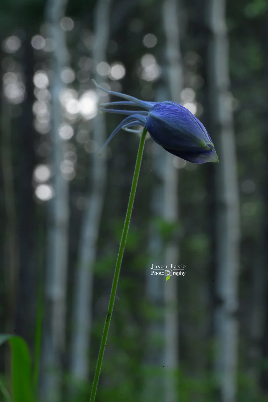 Blue Columbine flower bud photographed at f/25 with the greatest depth of field in the series, minimal bokeh, and a darker exposure revealing the Aspen woodland behind the flower.