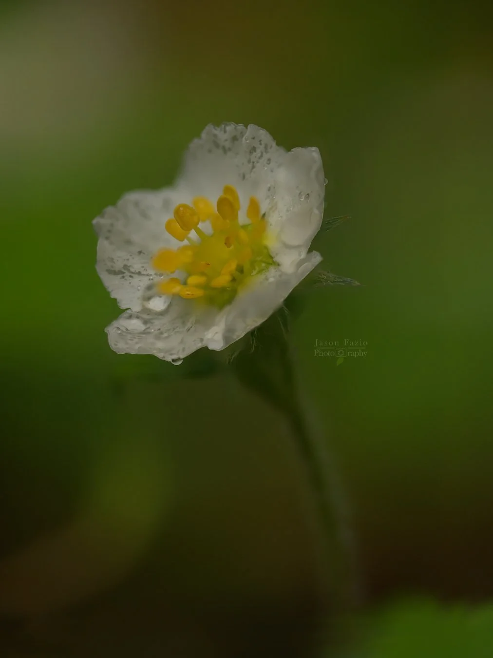 El Paso County Wildflower Project - Woodland Strawberry