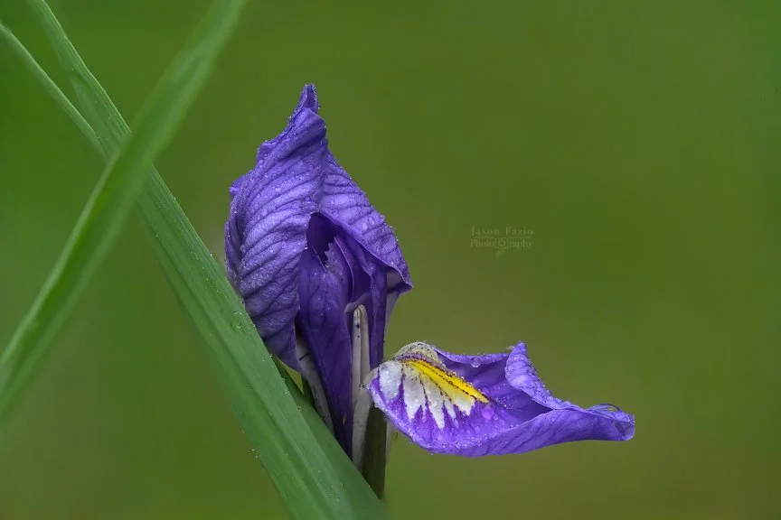 El Paso County Wildflower Project - Western Blue Flag Iris