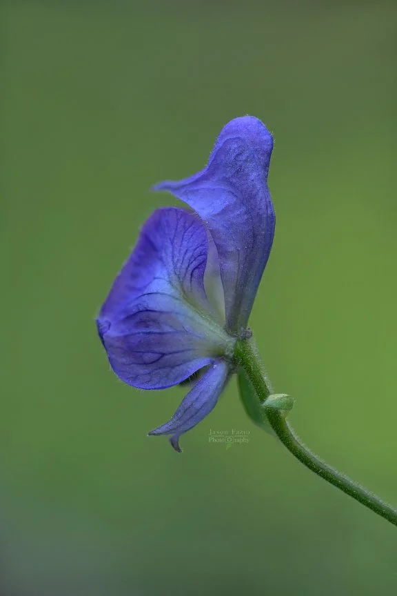 El Paso County Wildflower Project - Columbian Monkshood - Jason Fazio