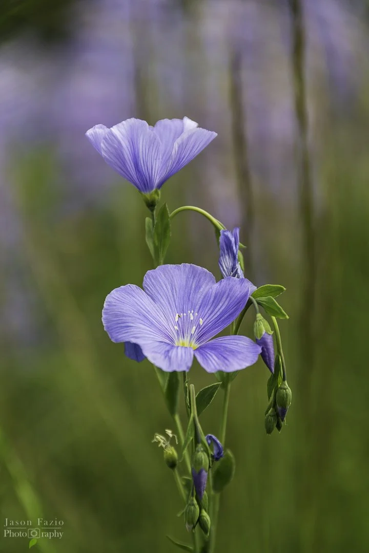 El Paso County Wildflower Project Blue Flax